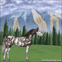 Horse Color:Liver Chestnut Sabino Splash Appaloosa  and Liver Chestnut Sabino Splash Appaloosa Rabicano 