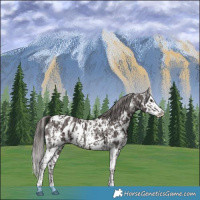 Horse Color:Liver Chestnut Sabino Splash Appaloosa  and Liver Chestnut Sabino Splash Appaloosa Rabicano 