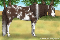 Horse Color:White Spotted Liver Chestnut Splash 