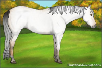 Horse Color:Gray Buckskin Dun 