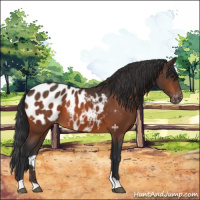 Horse Color:Brown Appaloosa 