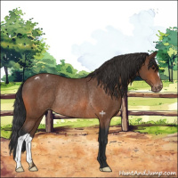 Horse Color:Bay Varnish Rabicano 