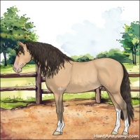 Horse Color:Amber Champagne Rabicano 