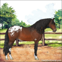 Horse Color:Brown Appaloosa 