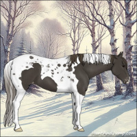 Horse Color:Smoky Black Tobiano Appaloosa 