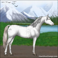 Horse Color:Gray White Spotted Chocolate Palomino Near Leopard 