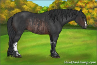 Horse Color:Brown Rabicano  and Brown Rabicano 