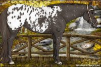 Horse Color:Smoky Black Appaloosa 