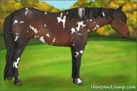 Horse Color:White Spotted Liver Chestnut 