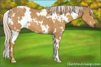 Horse Color:White Spotted Palomino 
