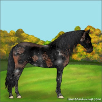 Horse Color:Void Bay Splash Frame Rabicano 