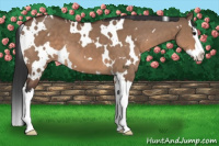 Horse Color:White Spotted Bay Dun Splash 