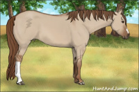 Horse Color:Red Dun 