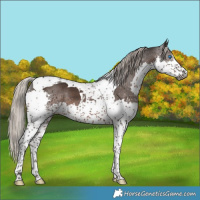 Horse Color:Gray Silver Black Splash Tobiano 