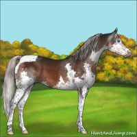Horse Color:Gray Silver Brown Splash Tobiano 