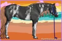 Horse Color:White Spotted Liver Red Roan 