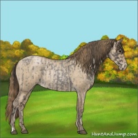Horse Color:Smoky Blue Roan  and Grullo Pearl 
