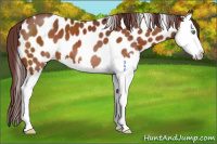 Horse Color:Chocolate Buckskin Splash Appaloosa 