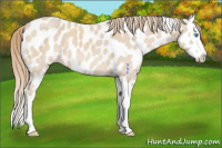 Horse Color:Perlino Splash Appaloosa 