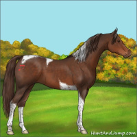 Horse Color:Liver Chestnut Tobiano 