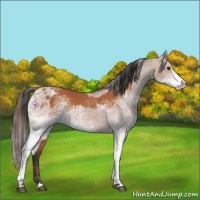 Horse Color:White Spotted Bay Splash  and White Spotted Bay Splash Appaloosa 