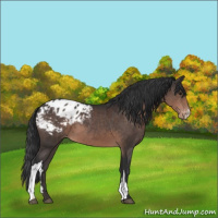 Horse Color:Brown Appaloosa 