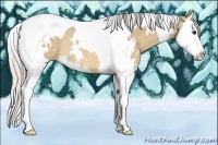 Horse Color:White Spotted Silver Bay Dun Splash Tobiano Rabicano 