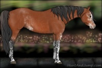 Horse Color:Bay Sabino Rabicano and Bay Sabino Rabicano
