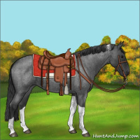 Horse Color:Blue Roan Tobiano 