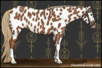 Horse Color:Chestnut Near Leopard