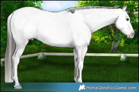 Horse Color:Liver Red Roan Splash Appaloosa Rabicano 