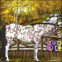Horse Color:Bay Roan Sabino Near Leopard Rabicano 