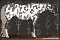 Horse Color:Silver Black Appaloosa Rabicano 