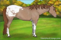 Horse Color:Chestnut Tobiano Snowcap 