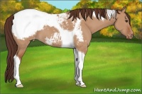 Horse Color:Bay Dun Tobiano Snowcap 