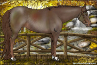Horse Color:Liver Chestnut Rabicano 