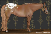 Horse Color:Chestnut Varnish Rabicano 