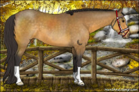 Horse Color:Buckskin 