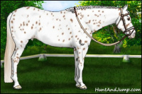 Horse Color:White Spotted Chestnut Appaloosa