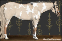 Horse Color:White Spotted Red Dun Roan