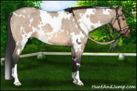 Horse Color:White Spotted Bay Roan Dun 