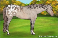 Horse Color:Red Dun Appaloosa  and Bay Dun Appaloosa 