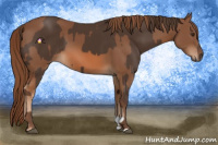 Horse Color:Liver Chestnut  and Chestnut 