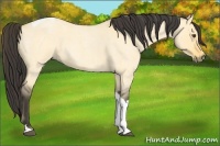 Horse Color:Buckskin Roan Dun Tobiano 