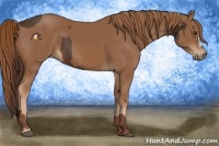 Horse Color:Liver Chestnut  and Chestnut 