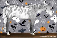 Horse Color:Silver Smoky Grullo Chinchilla Appaloosa 