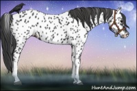 Horse Color:Black Appaloosa 
