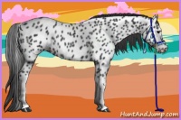 Horse Color:Black Appaloosa Rabicano