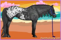 Horse Color:Black Appaloosa Rabicano 