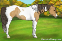 Horse Color:Buckskin Tobiano Rabicano 